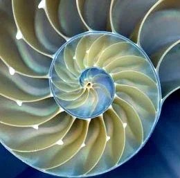 Nautilus-Spirale: Ordnung und Wachstum im Körper